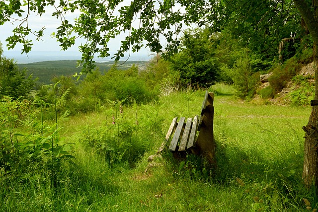 载誉而归 载誉而归